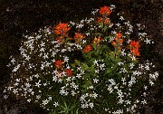 Castilleja hispida-Arenaria cappillaris 19-4861